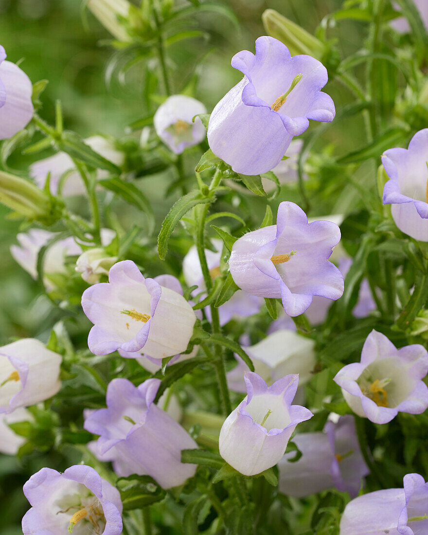 Campanula medium Champion lavender