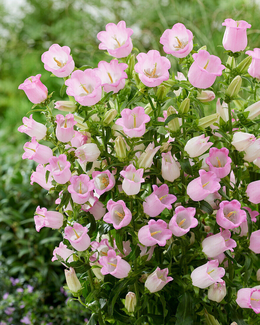 Campanula mittel Champion rose