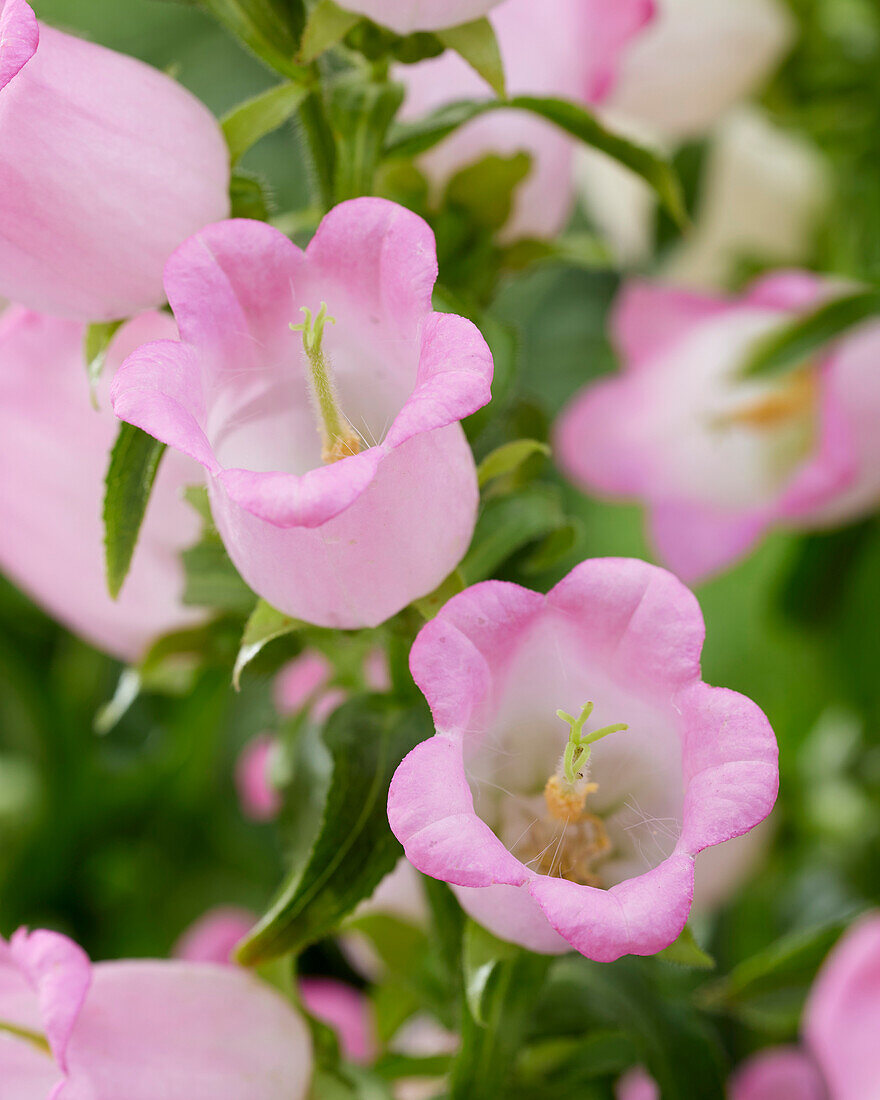 Campanula medium Champion rose