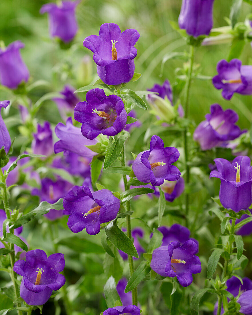 Campanula medium Champion blue