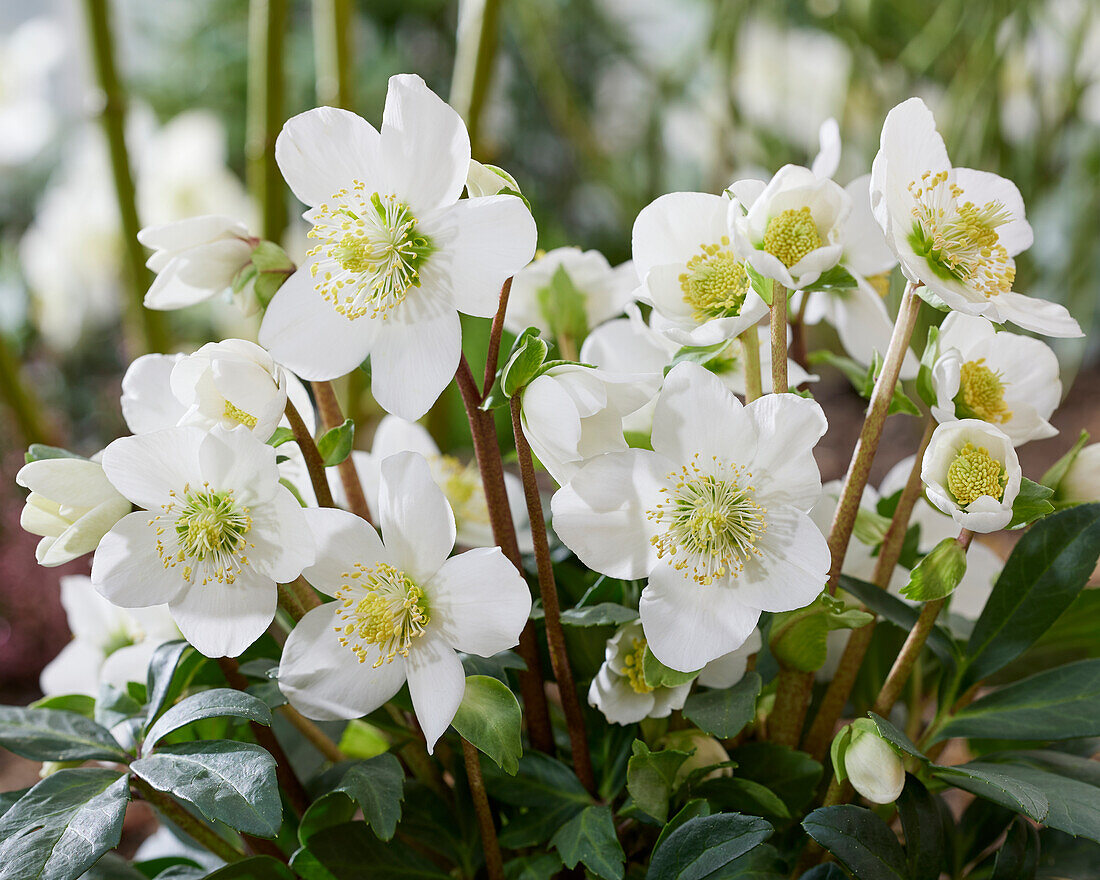 Helleborus niger Mont Blanc