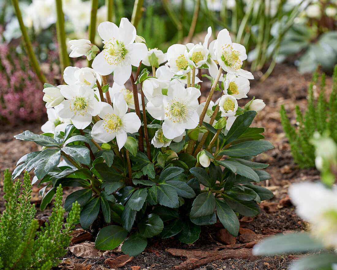 Helleborus niger Mont Blanc