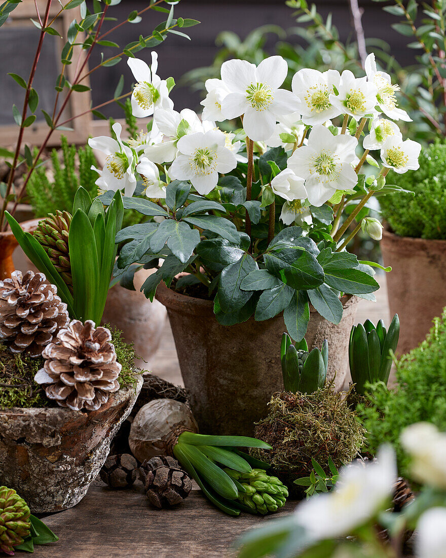 Helleborus niger Mont Blanc