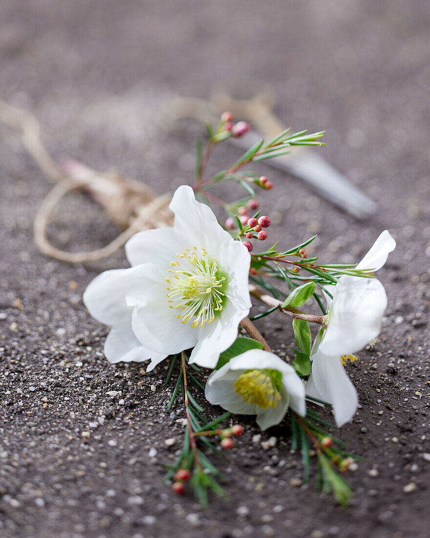 Hellebore flowers