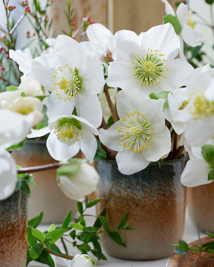 Helleborus-Blüten