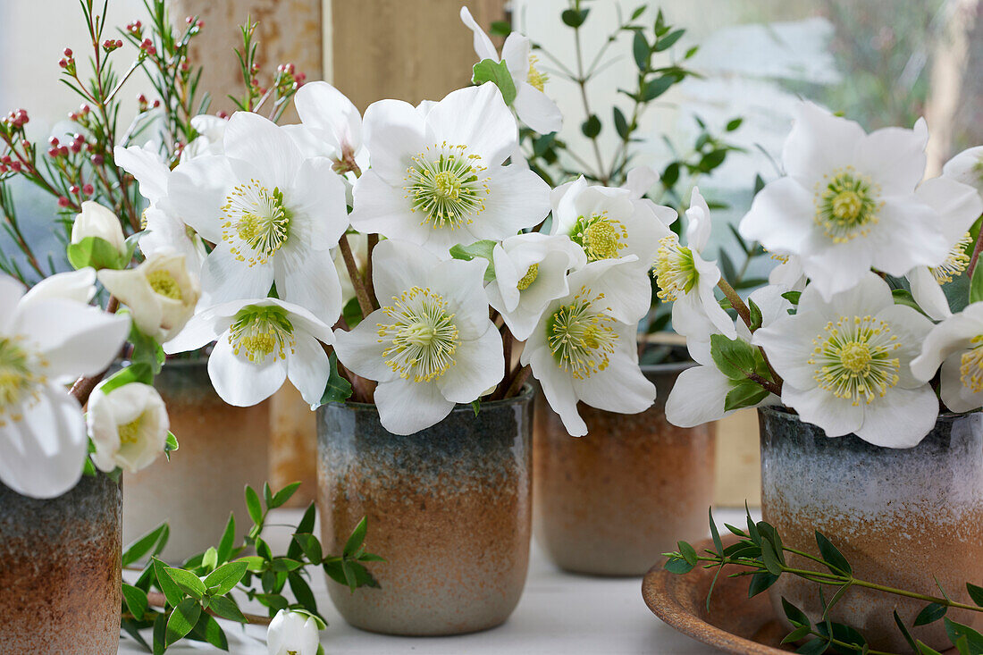 Hellebore flowers