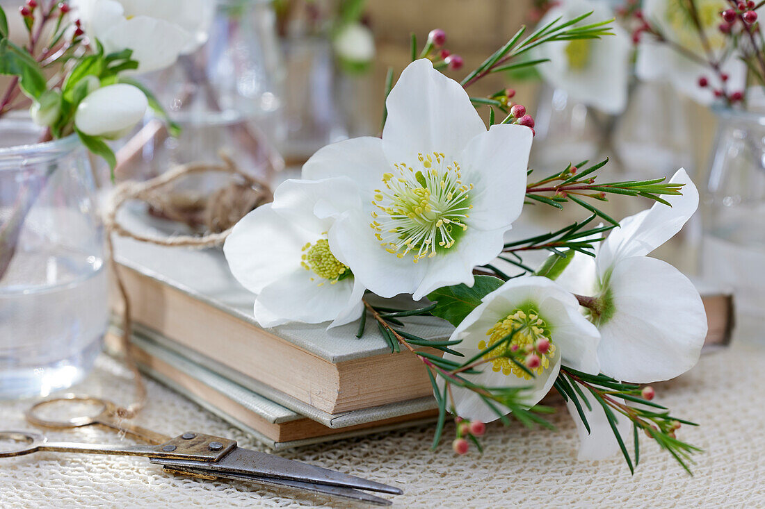 Hellebore flowers