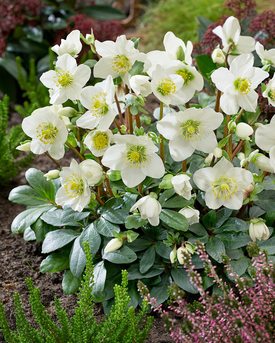 Helleborus niger