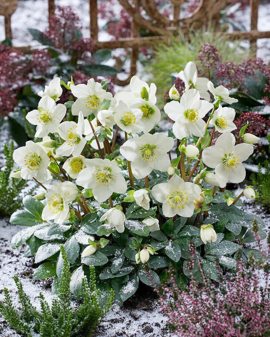 Helleborus niger