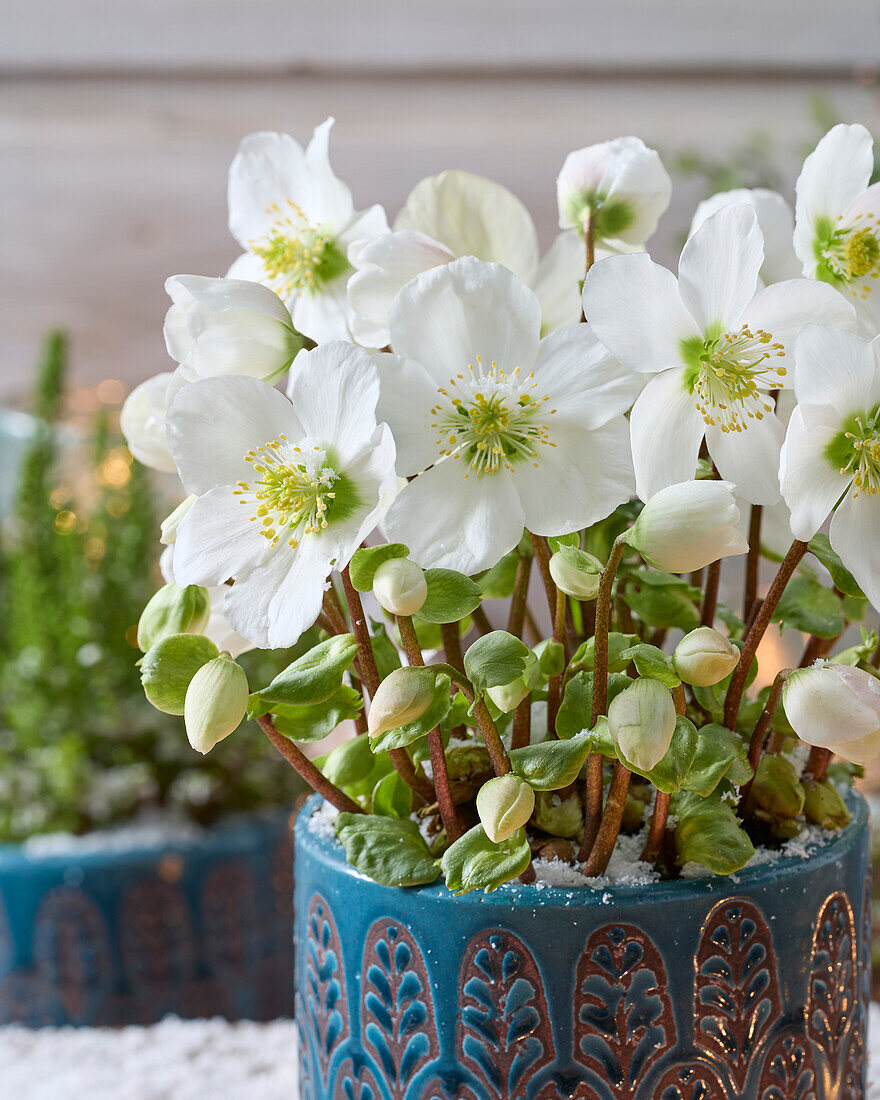 Helleborus niger Verboom Beauty