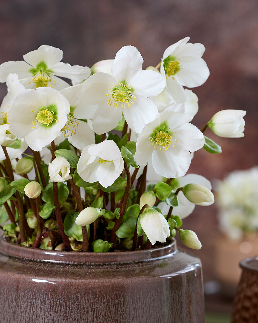 Helleborus niger Verboom Beauty