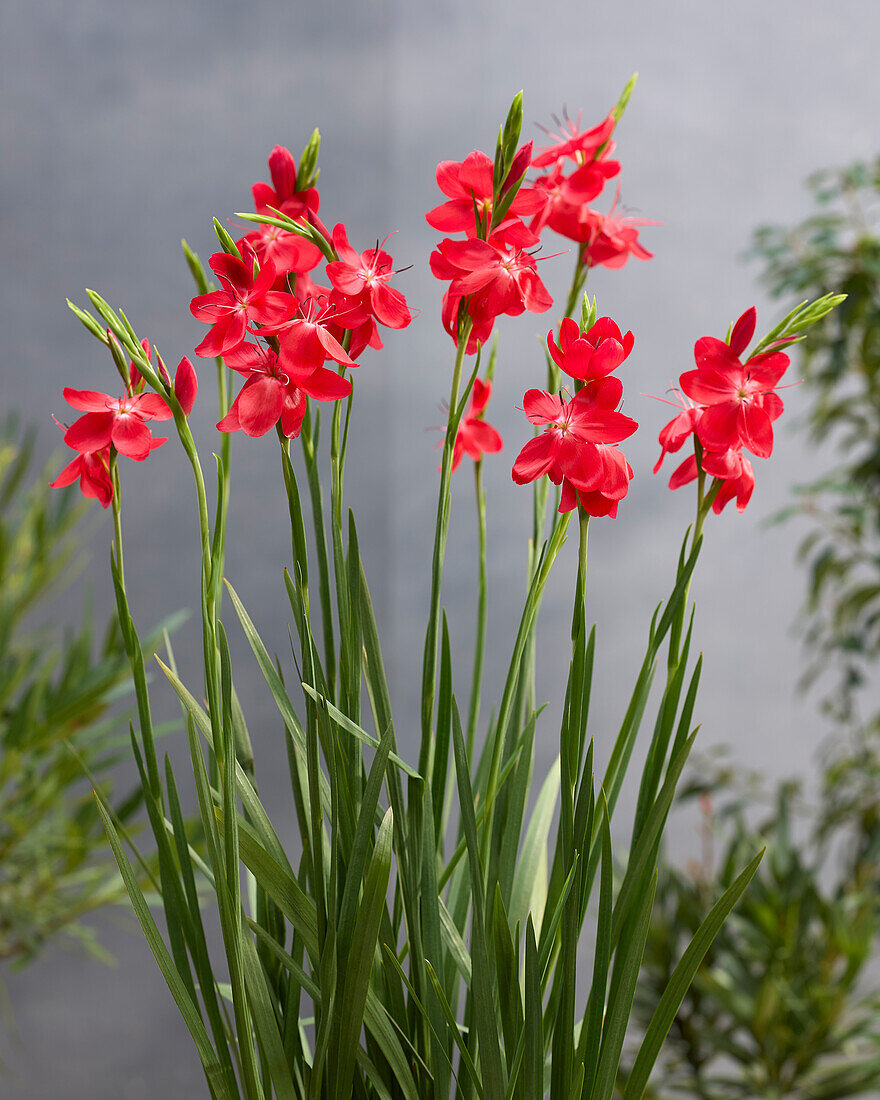 Hesperantha coccinea Major Neue Welt