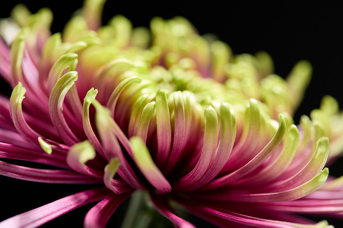 Chrysantheme Baltazar