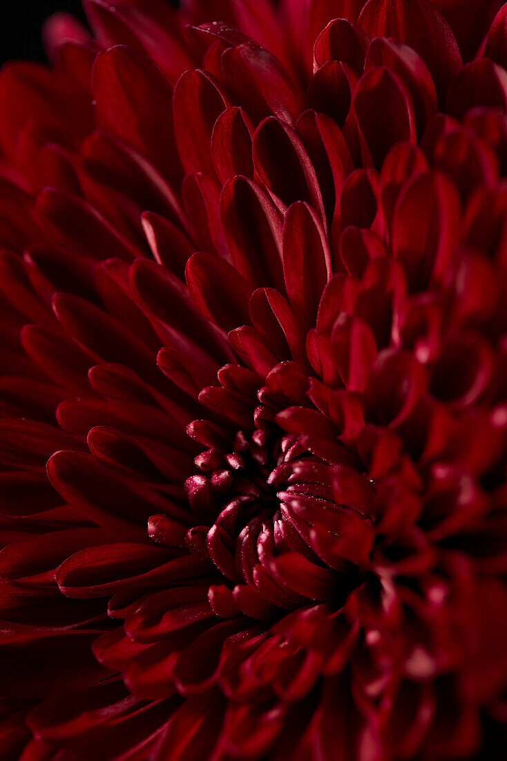 Chrysantheme Parker Rot