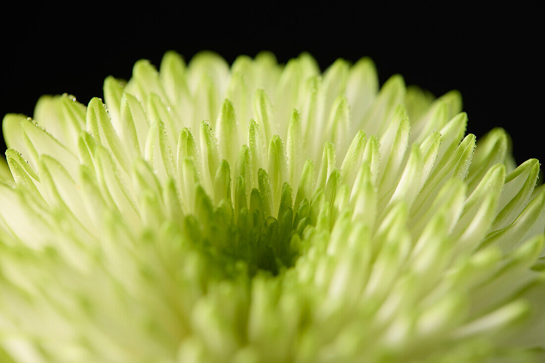 Chrysanthemum Zembla Lime