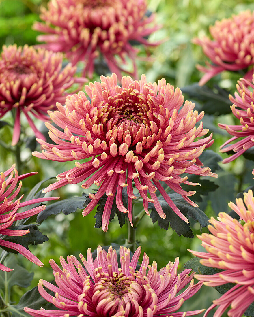 Chrysanthemum Baltazar Flame