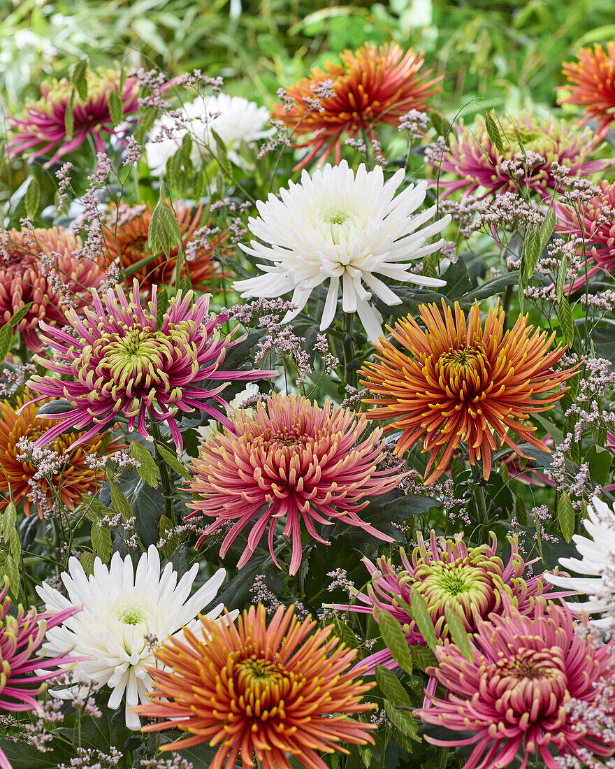 Chrysantheme Farbmischung