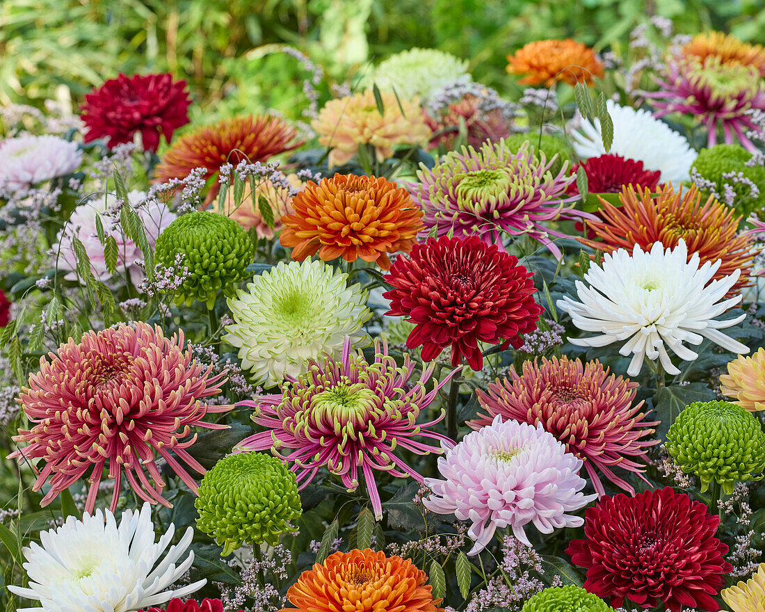 Chrysantheme Farbmischung