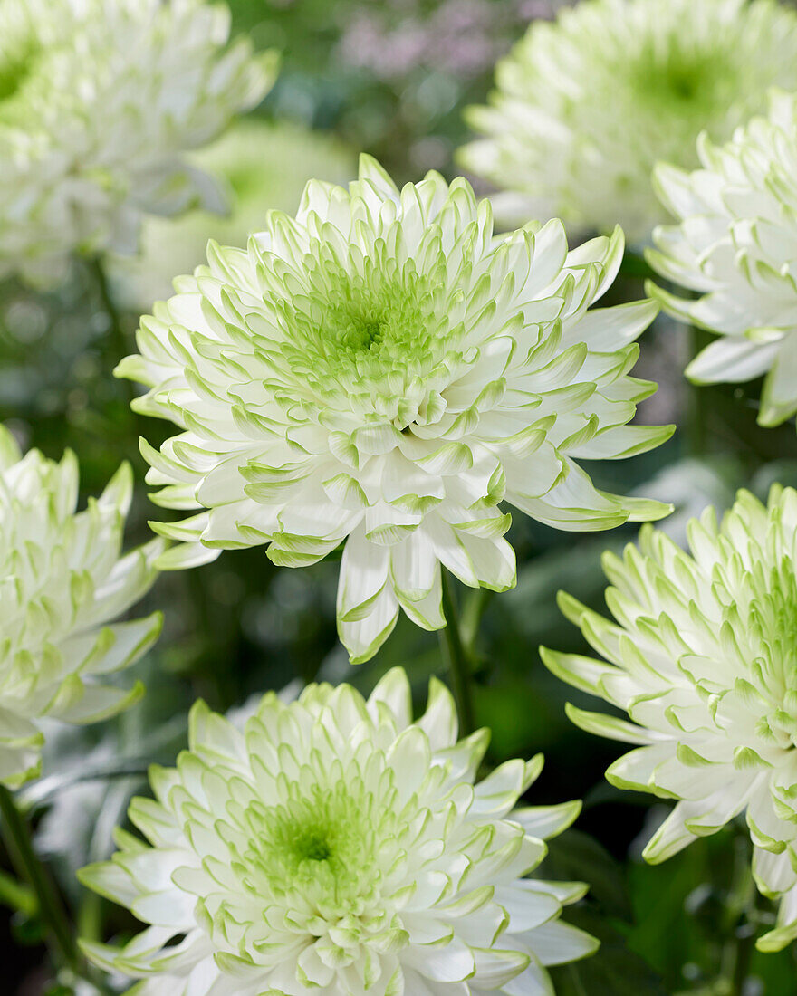 Chrysanthemum Zembla Lime