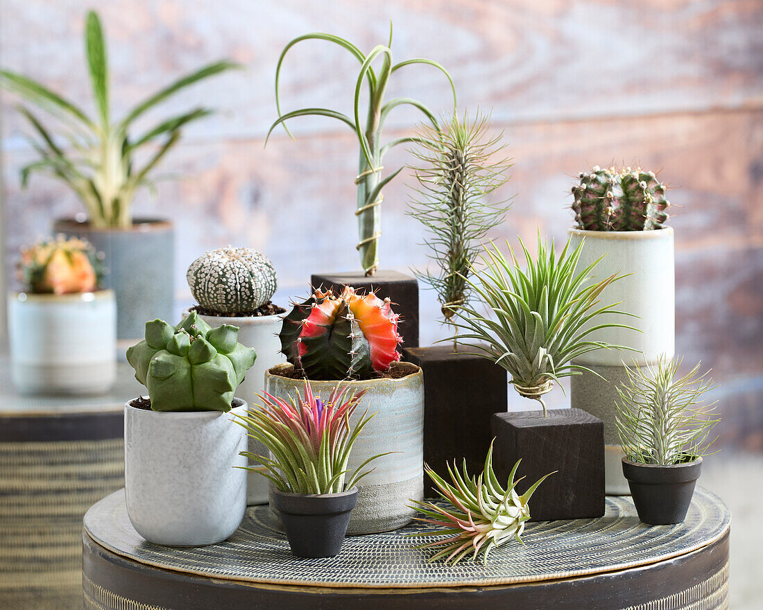 Catus and Tillandsia collection