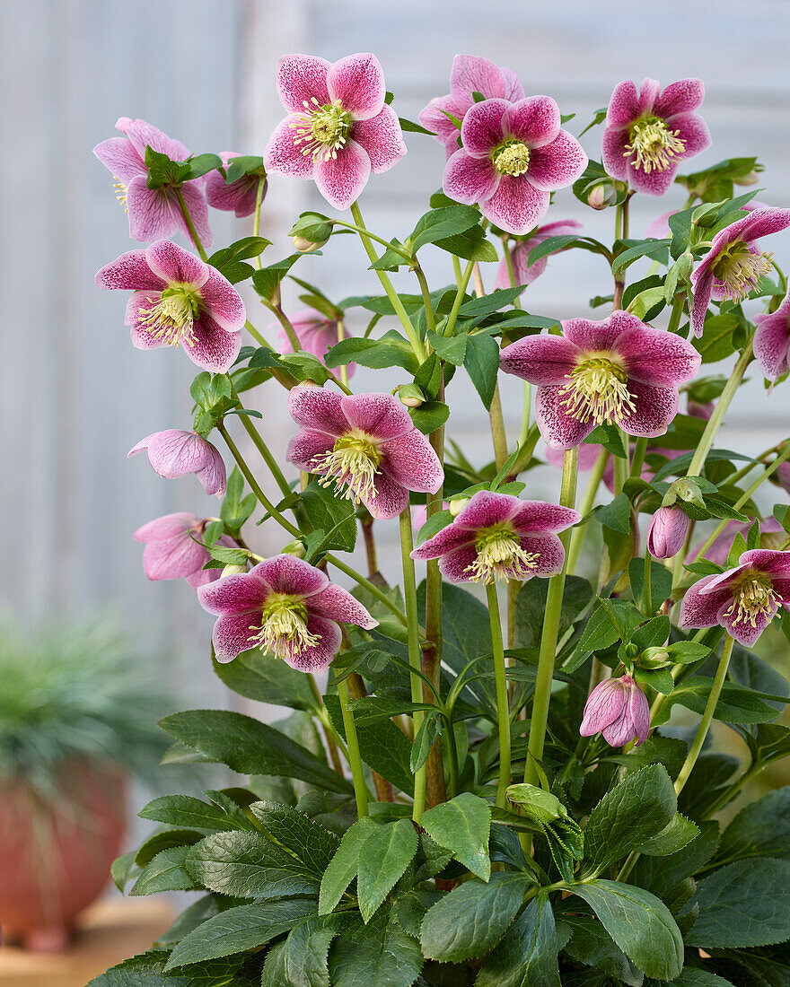 Helleborus ViV Batista