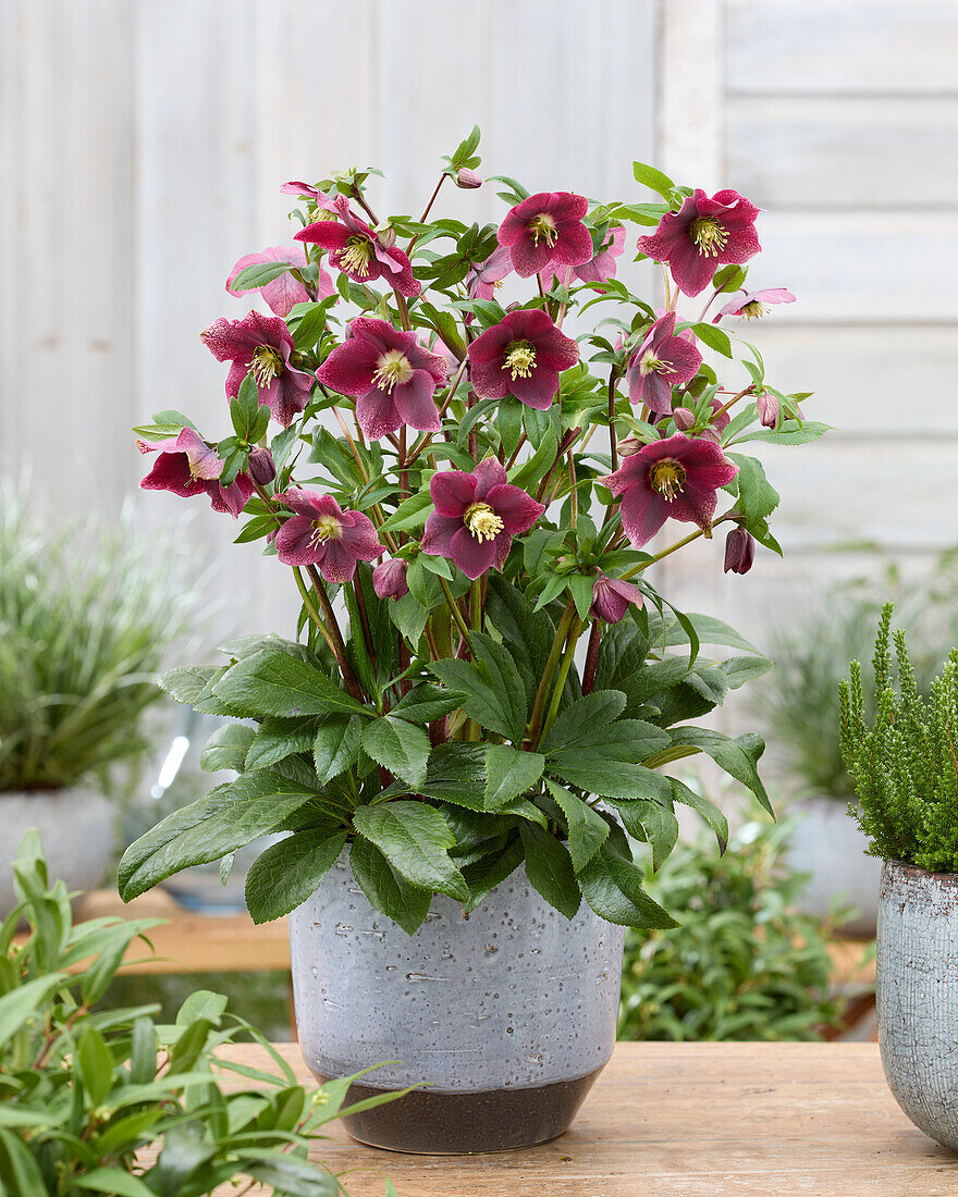 Helleborus ViV Victoria