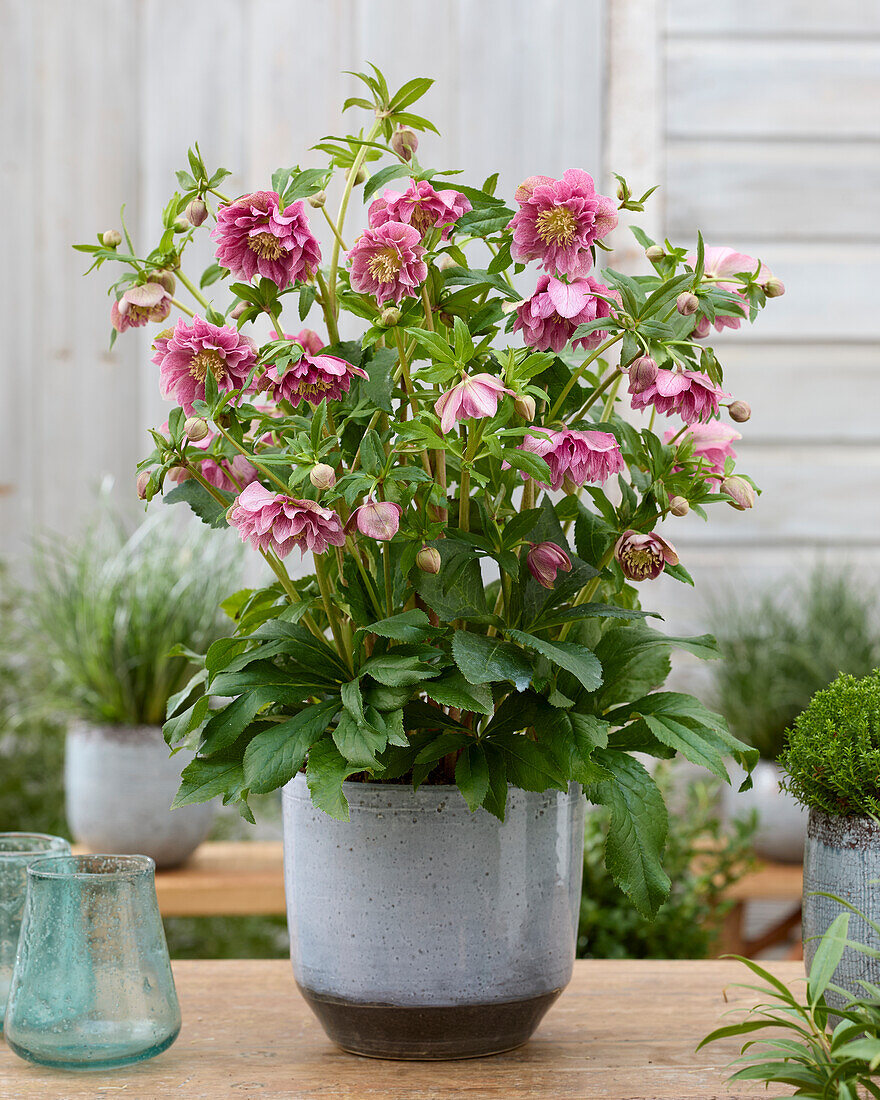 Helleborus ViV Double Flowered