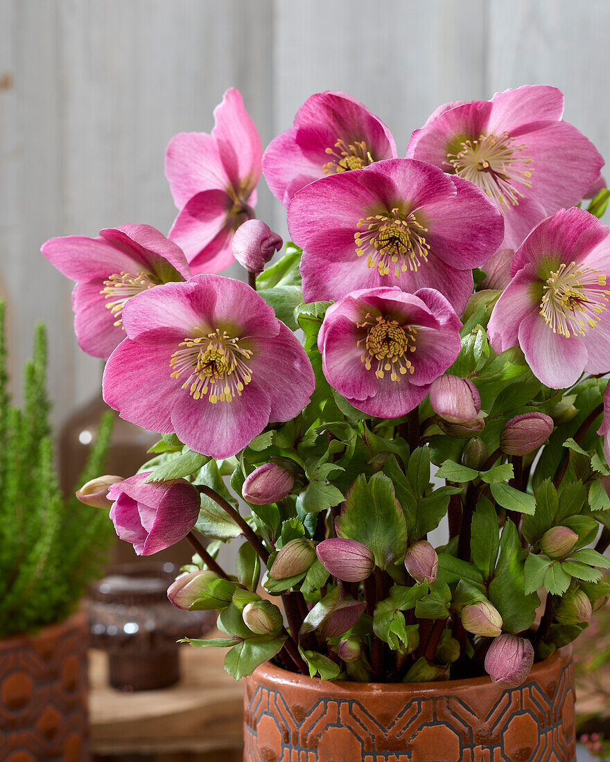 Helleborus Verboom Sifra