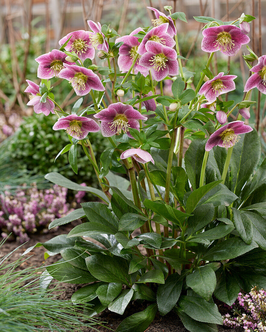 Helleborus ViV Batista