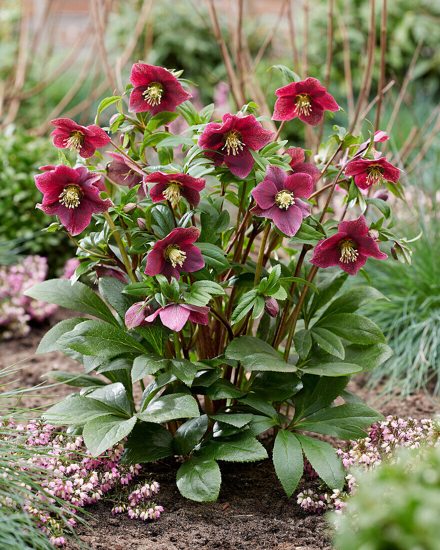 Helleborus ViV Victoria