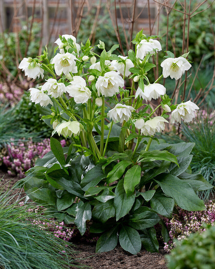 Helleborus ViV Amalia