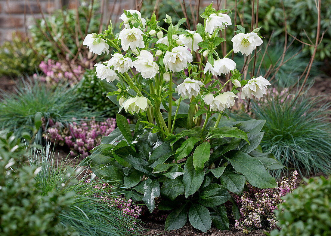 Helleborus ViV Amalia