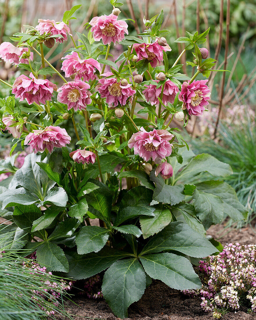 Helleborus ViV Double Flowered