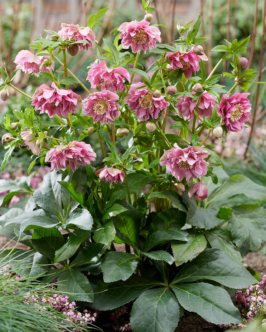 Helleborus ViV Doppelblütig