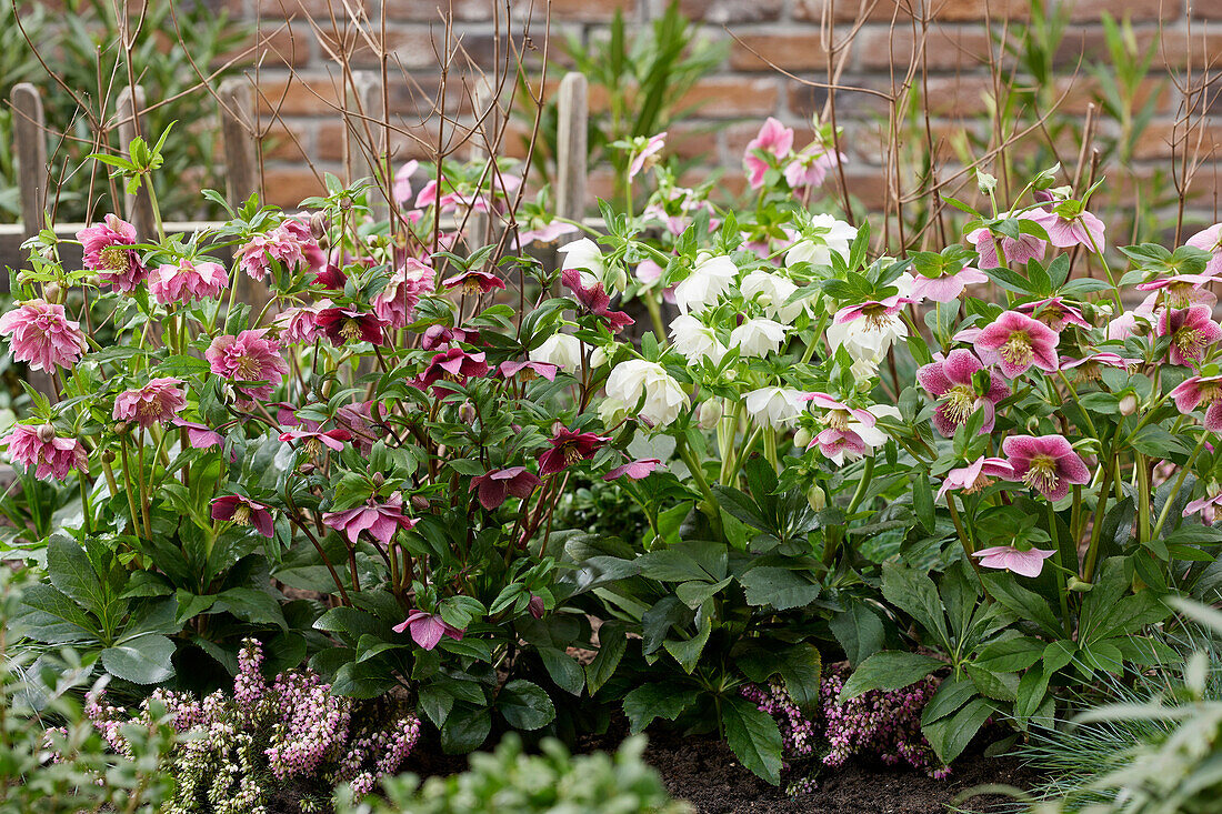 Helleborus ViV Sammlung