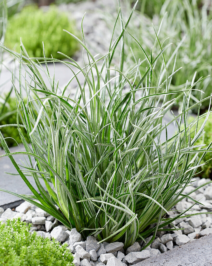 Fascicularia bicolor