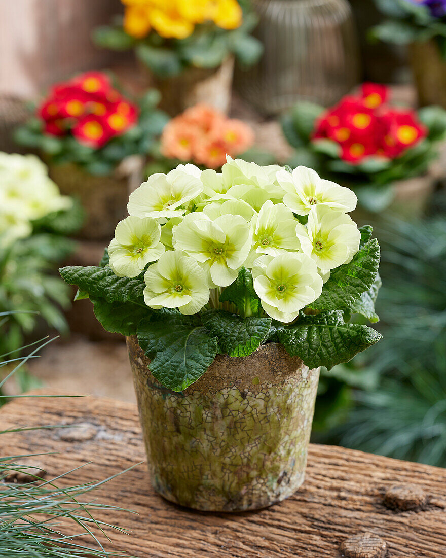 Primula acaulis Amiguita lime (primrose)