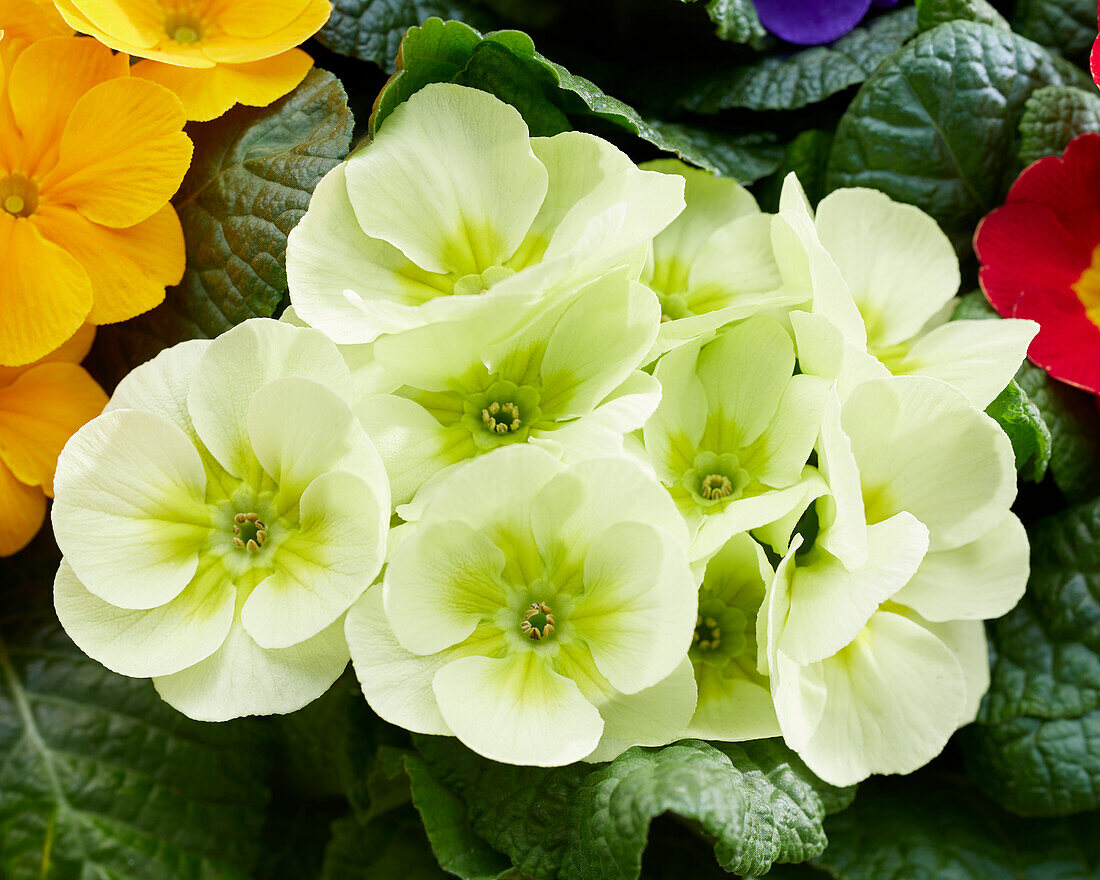 Primula acaulis Amiguita Lime