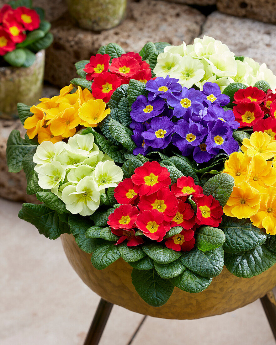 Primula acaulis combination