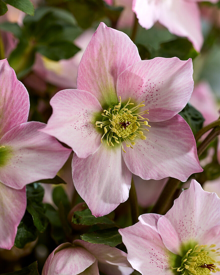 Helleborus Rosemary