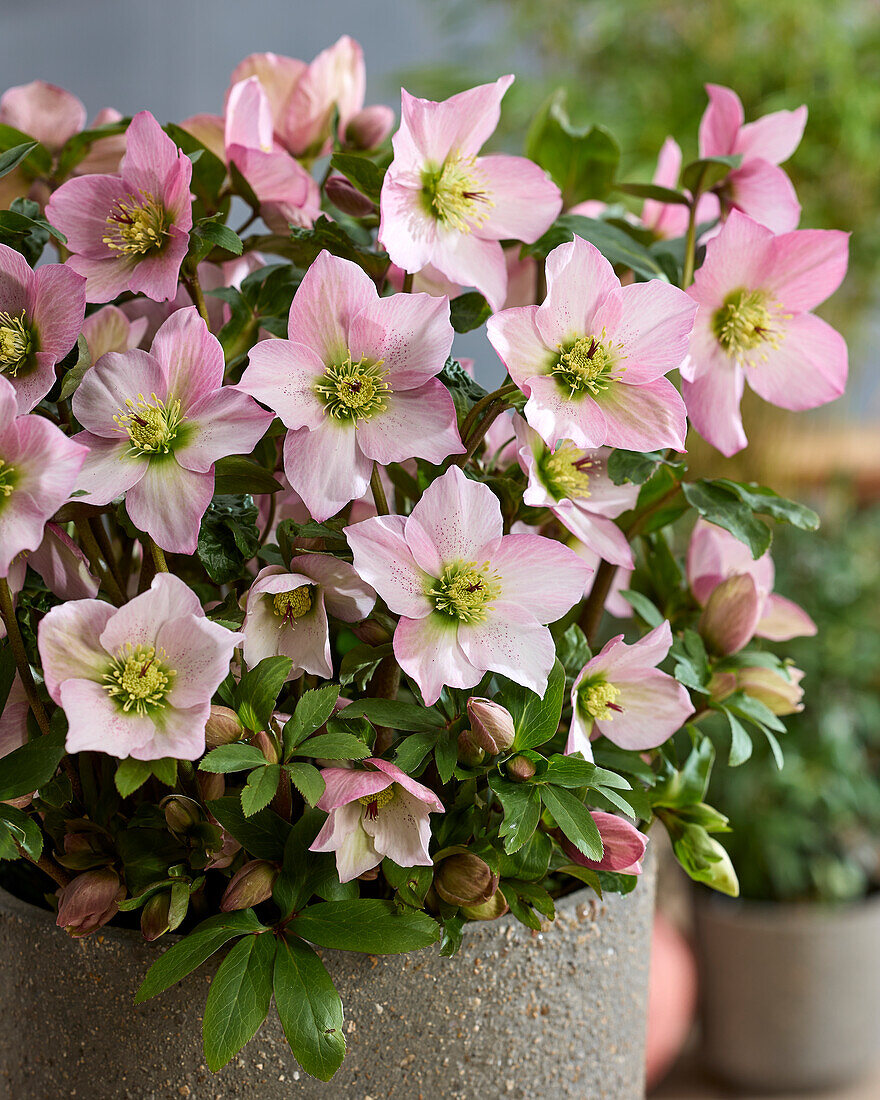 Helleborus Rosemary