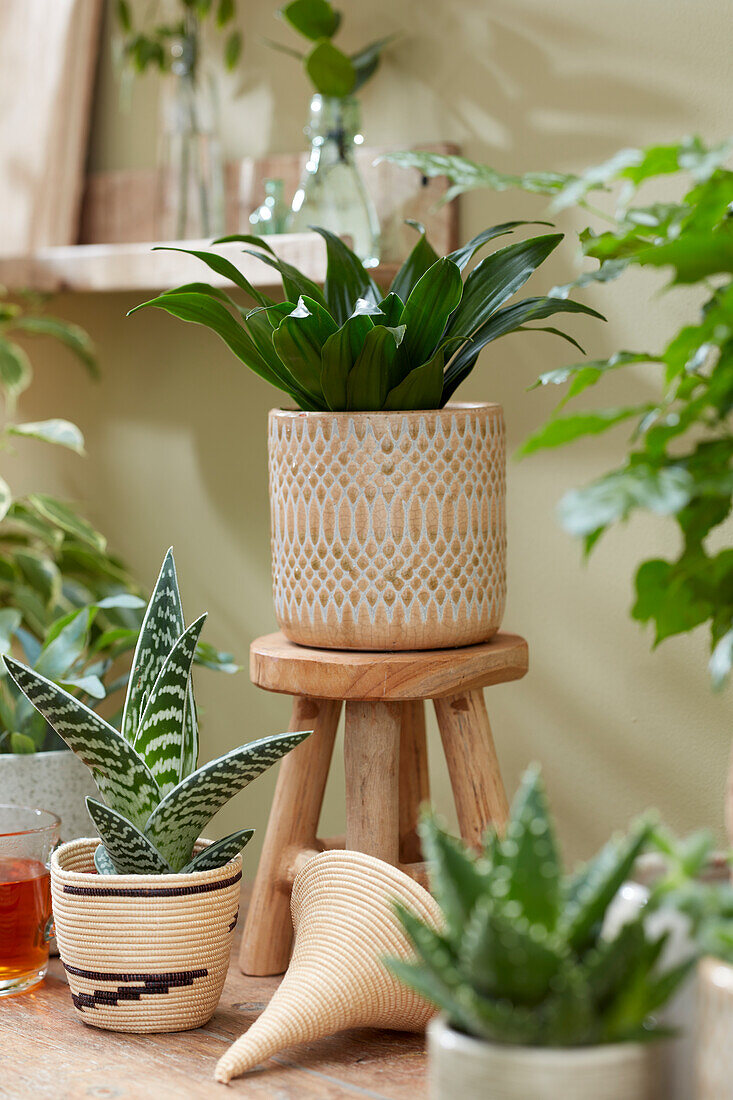 Collection of houseplants in a small room