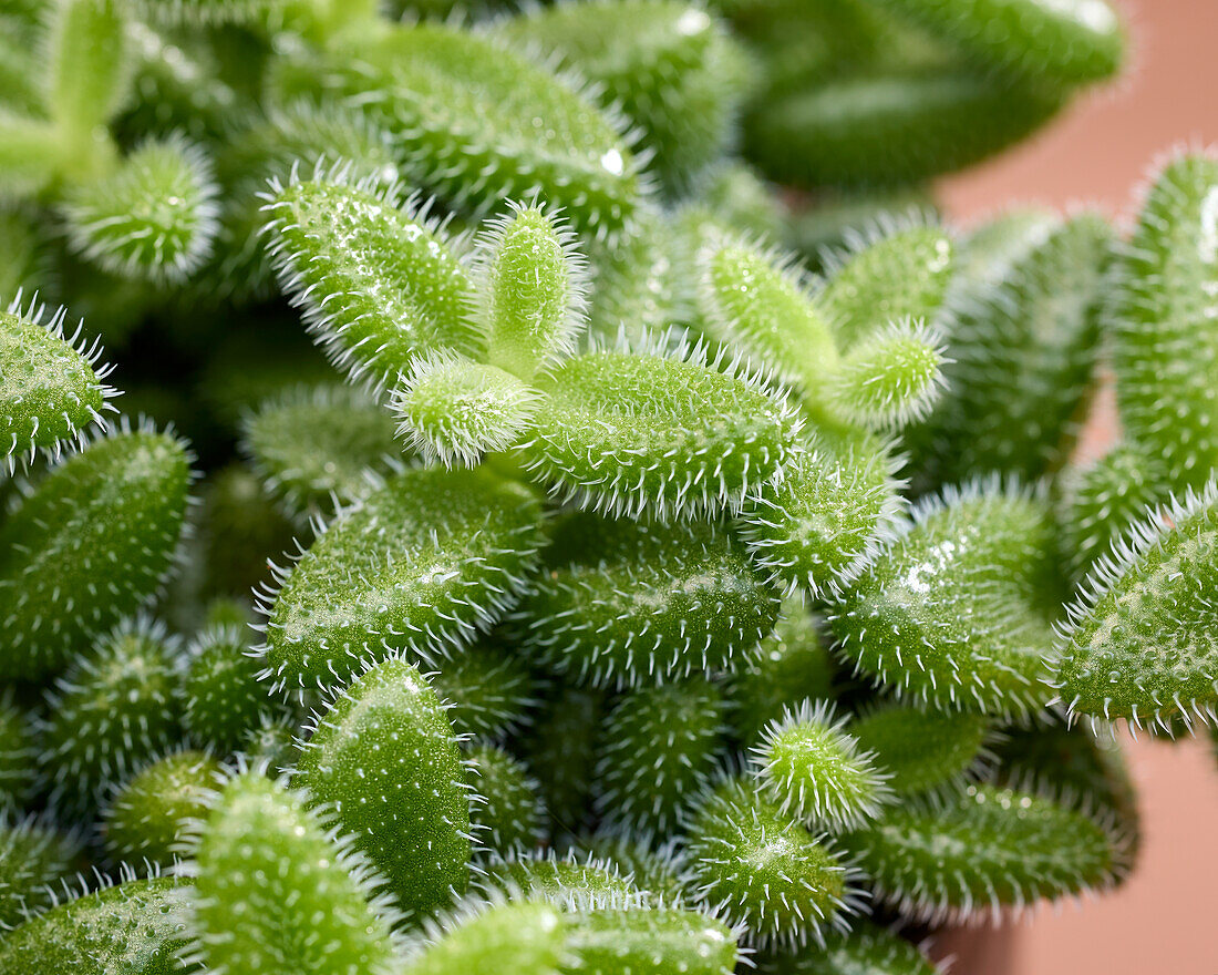 Delosperma echinatum