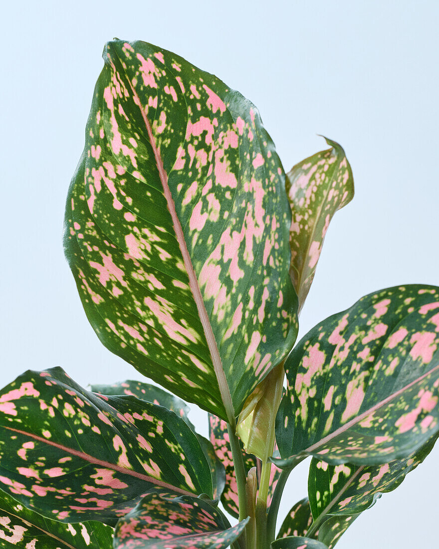 Aglaonema Rosa Leopard