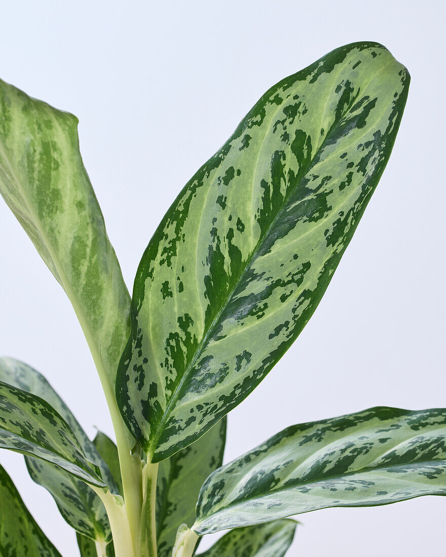 Aglaonema Laurel Green