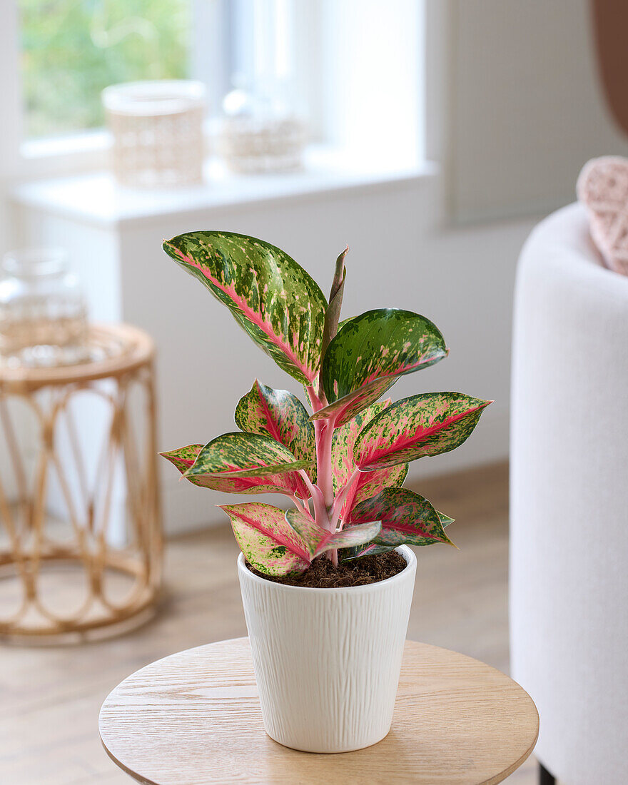 Aglaonema Paradiesrot