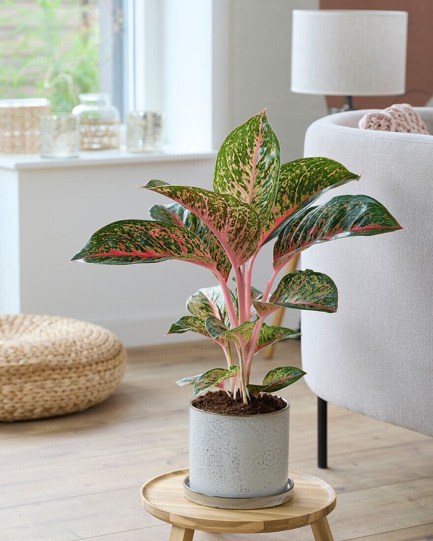 Aglaonema Red Lychee