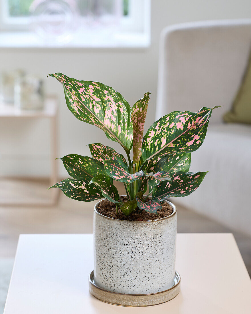 Aglaonema Rosa Leopard