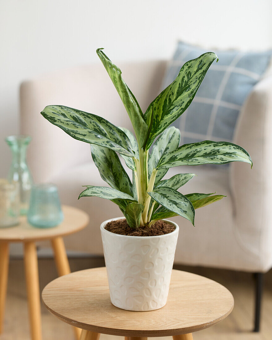 Aglaonema Laurel Green