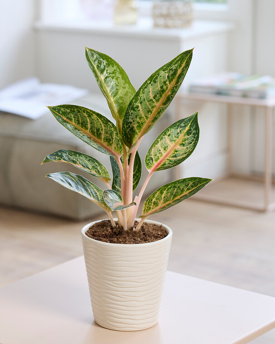 Aglaonema Orange Flame